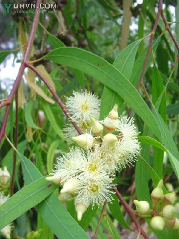 Cây Bạch Đàn Lá Liễu. Eucalyptus exserta F.v Muell - Cây Thuốc Nam Quanh Ta